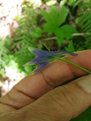 Delphinium trolliifolium