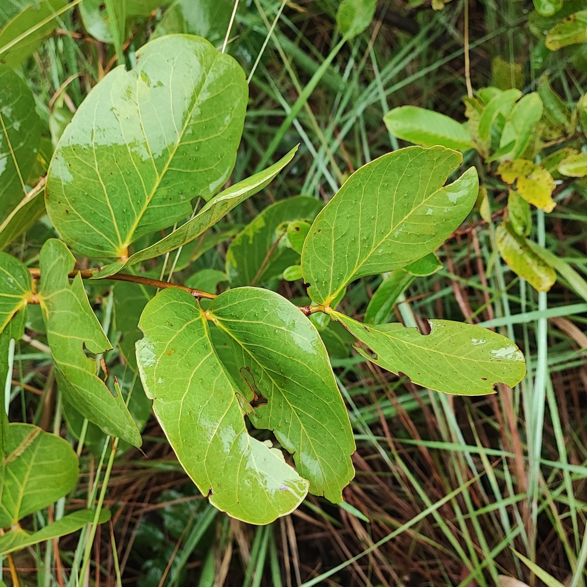Imagem de Jatobá-do-cerrado