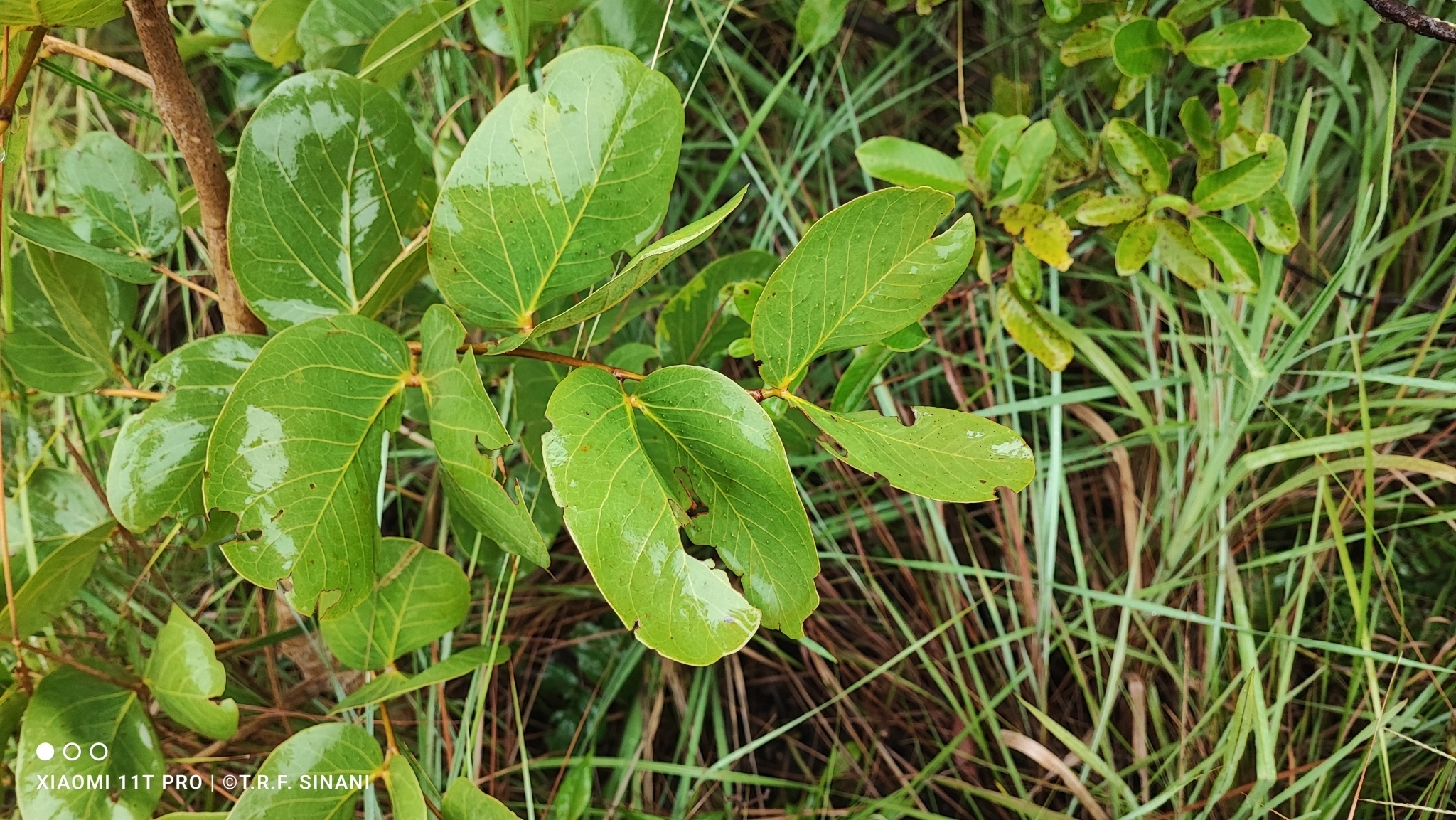 Imagem de Jatobá-do-cerrado