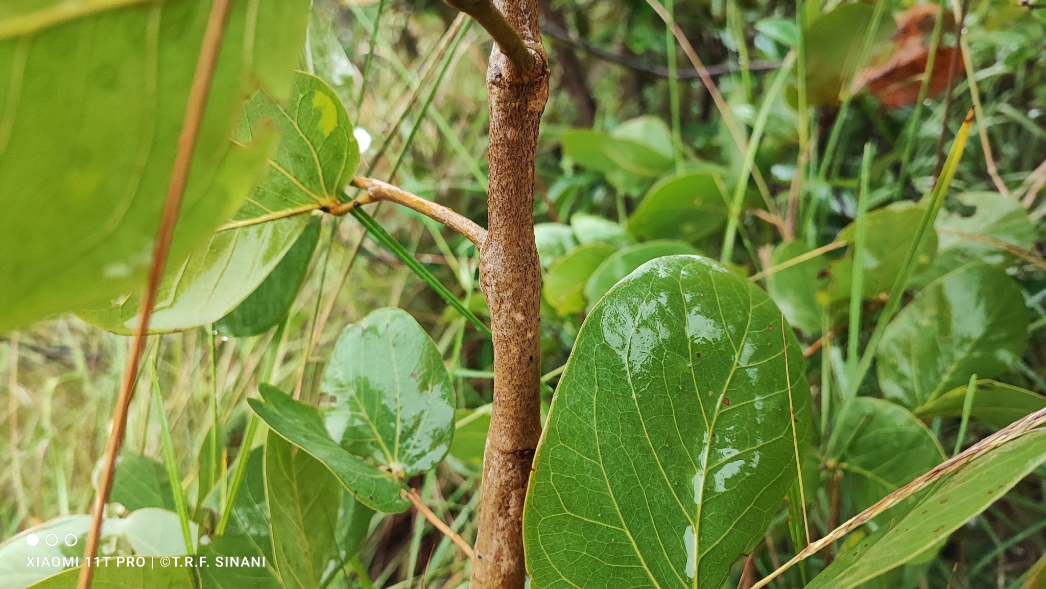 Imagem de Jatobá-do-cerrado