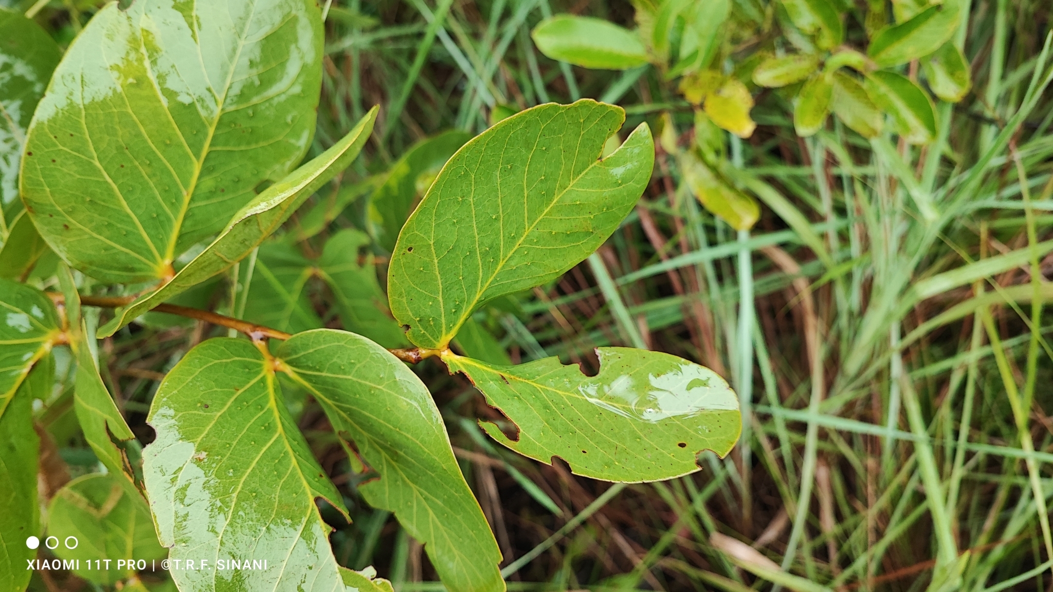 Imagem de Jatobá-do-cerrado