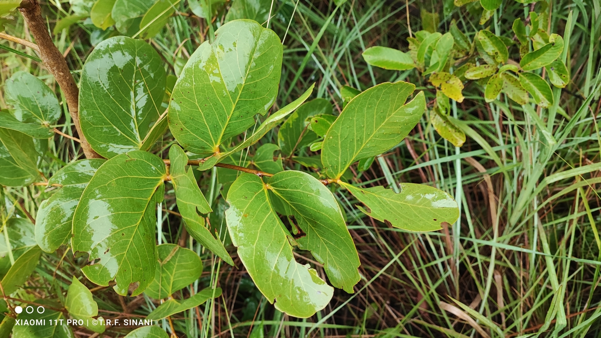 Imagem de Jatobá-do-cerrado