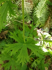 Delphinium trolliifolium