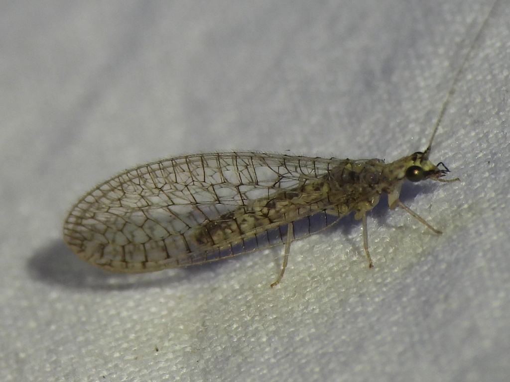 Eremochrysa hageni