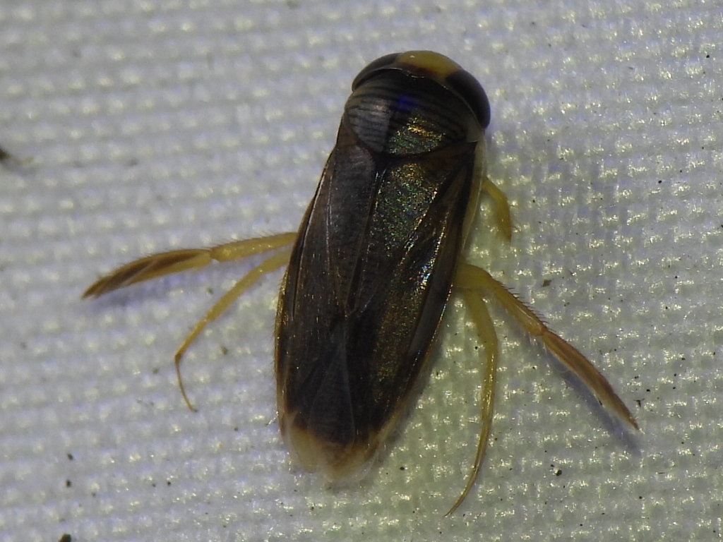Morphocorixa compacta