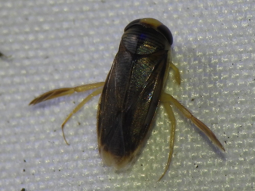 Morphocorixa compacta
