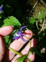 Delphinium trolliifolium