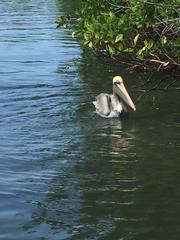 Pelecanus occidentalis