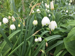 Leucojum