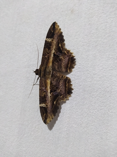 Ronania marmorides