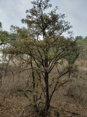 Quercus deserticola