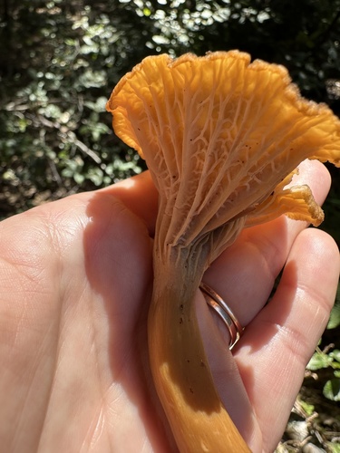 Craterellus tubaeformis — no rights reserved