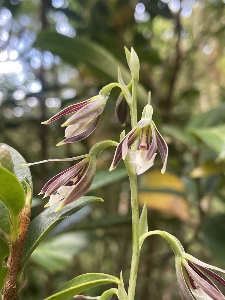 Prosthechea campylostalix