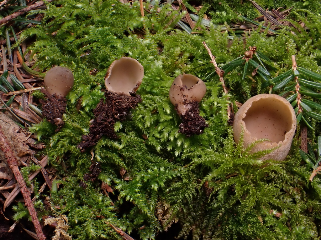 Tarzetta sp. 'PNW03'