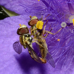 Toxomerus marginatus