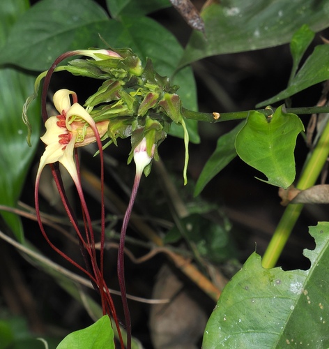 Image of Strophanthus preussii by (c) desertnaturalist, some rights reserved (CC BY)