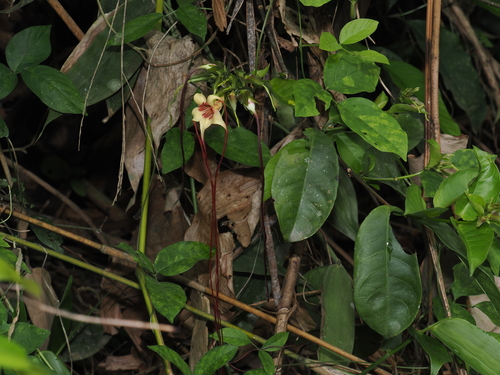 Image of Strophanthus preussii by (c) desertnaturalist, some rights reserved (CC BY)