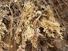 Selaginella pallescens
