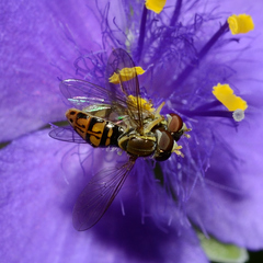 Toxomerus marginatus