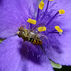 Toxomerus marginatus
