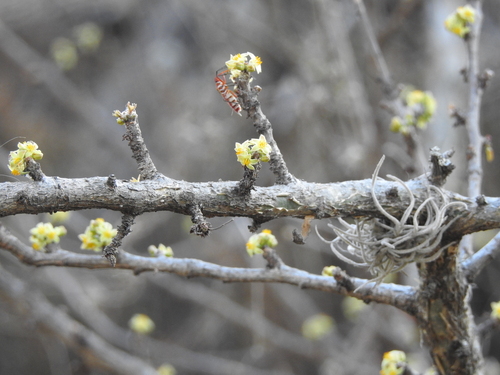 Copal blanco (Bursera fagaroides)