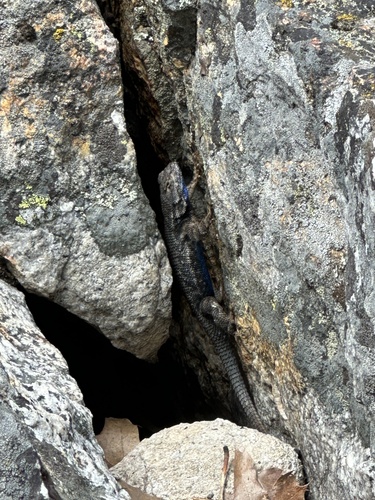 iNaturalist observation photo of Western Fence Lizard
