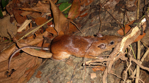 Long-tailed Spiny Rat (Proechimys longicaudatus) — Least Concern Mammalia