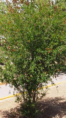 Punica granatum