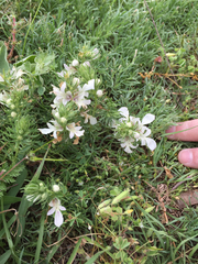 Teucrium laciniatum