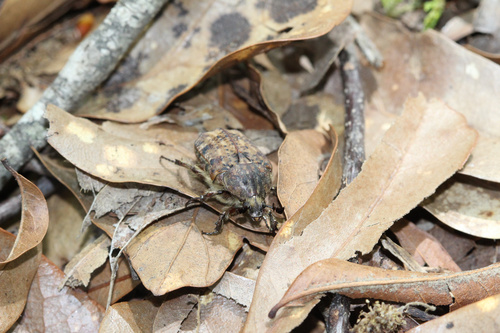 Bumble Flower Beetle photo 5