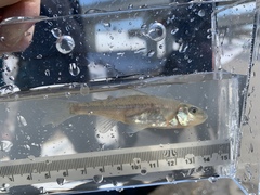 Percopsis omiscomaycus