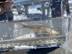 Percopsis omiscomaycus