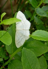 Scopula floslactata