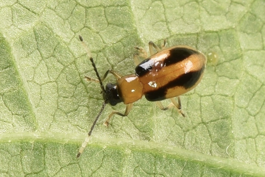 Medythia in April 2024 by 桃子 · iNaturalist
