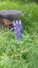 Lupinus mutabilis