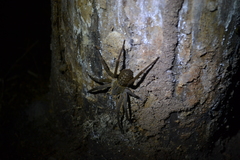 Phoneutria nigriventer