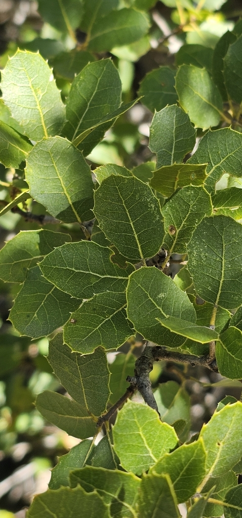 interior live oak in April 2024 by Laura Zarecky · iNaturalist