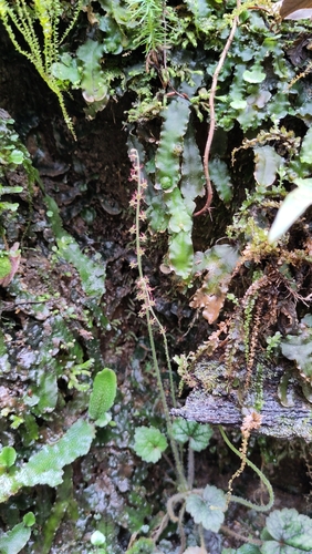 Mitella furusei iNat (1)