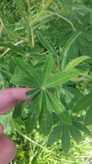 Lupinus mutabilis