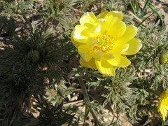 Adonis volgensis