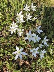 Ornithogalum umbellatum