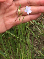 Linum bienne