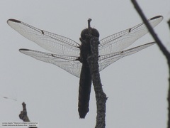Orthemis nodiplaga