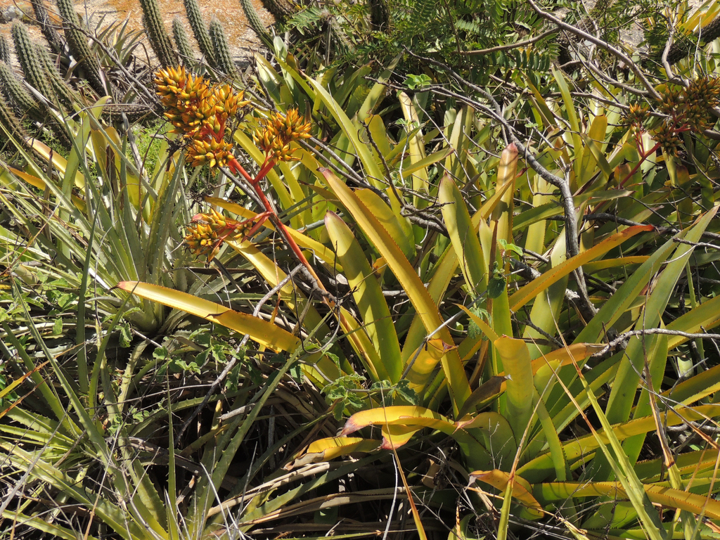 Aechmea eurycorymbus