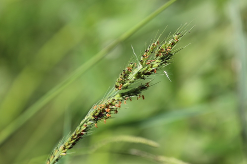 Image of Echinochloa polystachya by (c) Andrea Gantzer, some rights reserved (CC BY)