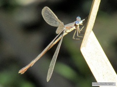 Lestes undulatus