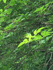 Sambucus racemosa racemosa