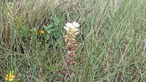 Image of Castilleja halophila by (c) Joseph Aubert, some rights reserved (CC BY)