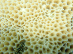 Gardineroseris planulata