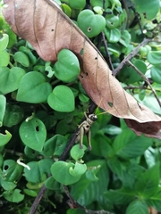 Ommatolampis perspicillata